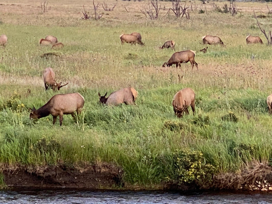 Wildlife Encounters: Close Encounters of the Furred and Feathered Kind - Adventure Threads Company