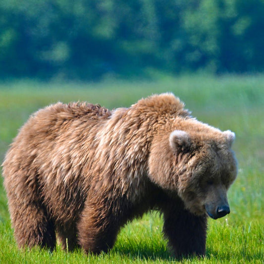 Understanding Bear Hibernation in National Parks: A Season of Rest and Conservation - Adventure Threads Company